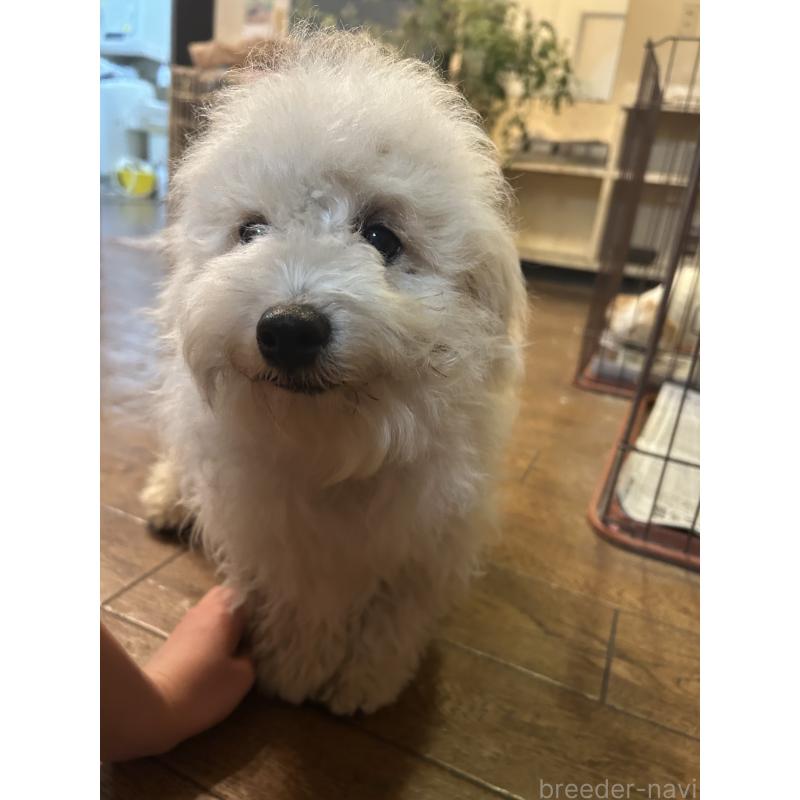 販売中の群馬県のビションフリーゼ-454192の8枚目