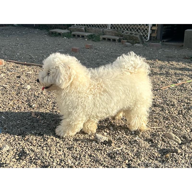 販売中の群馬県のビションフリーゼ-454192の7枚目