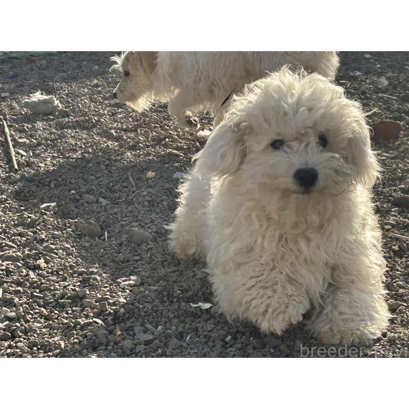 販売中の群馬県のビションフリーゼ-454192の6枚目