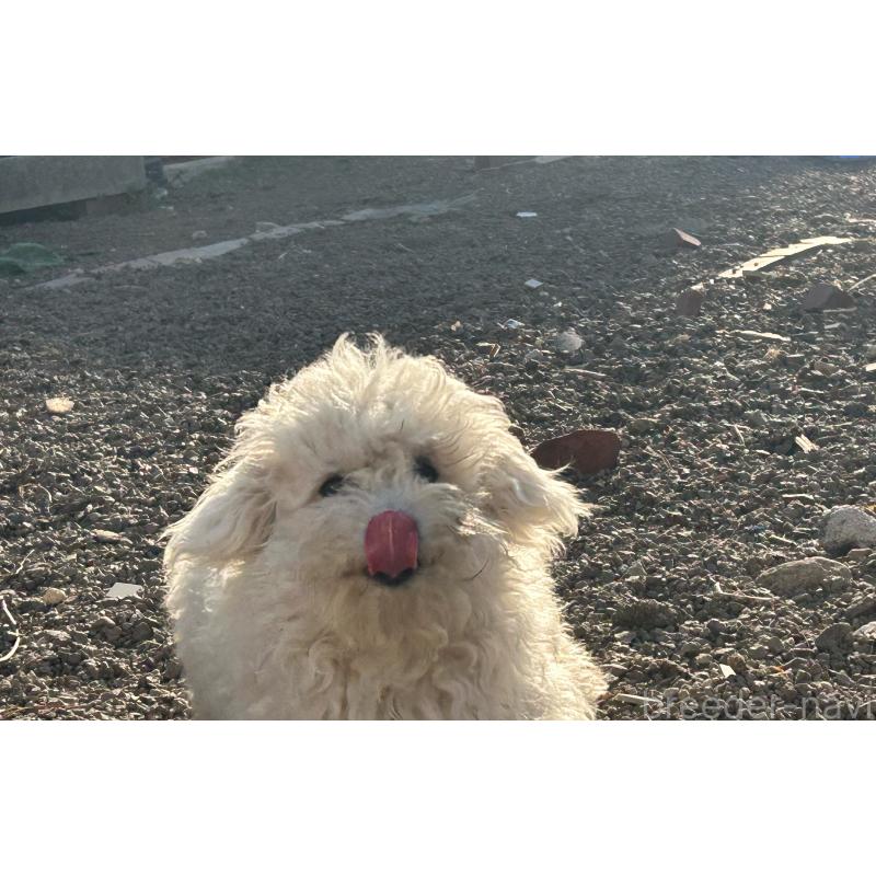 販売中の群馬県のビションフリーゼ-454192の5枚目