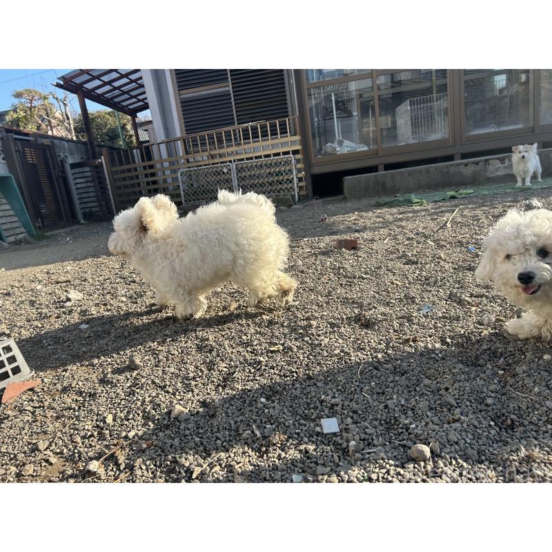 販売中の群馬県のビションフリーゼ-454192の4枚目