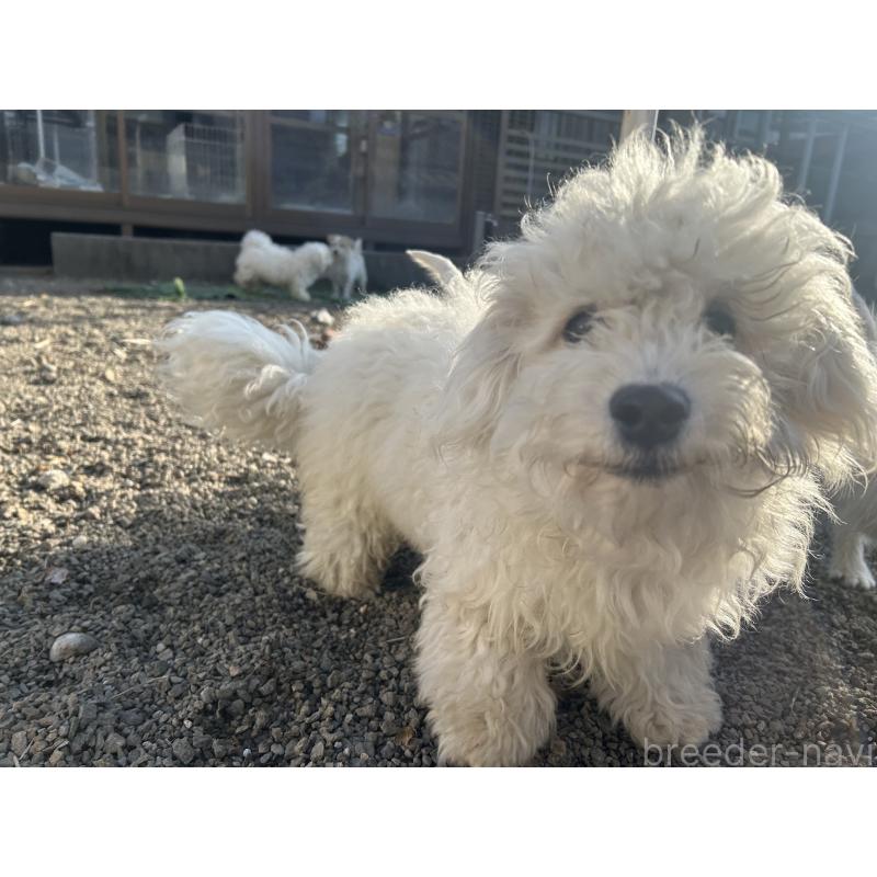 販売中の群馬県のビションフリーゼ-454192の3枚目