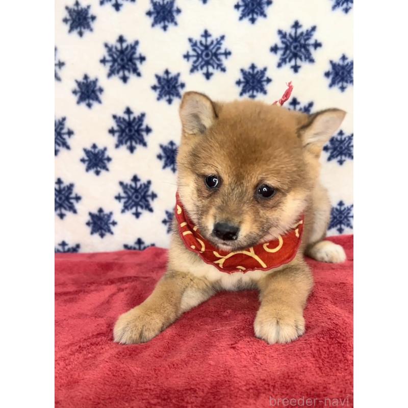 販売中の茨城県の豆柴-454193の5枚目