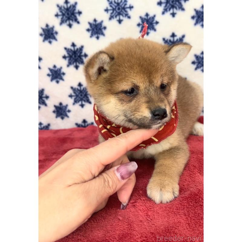 販売中の茨城県の豆柴-454193の4枚目