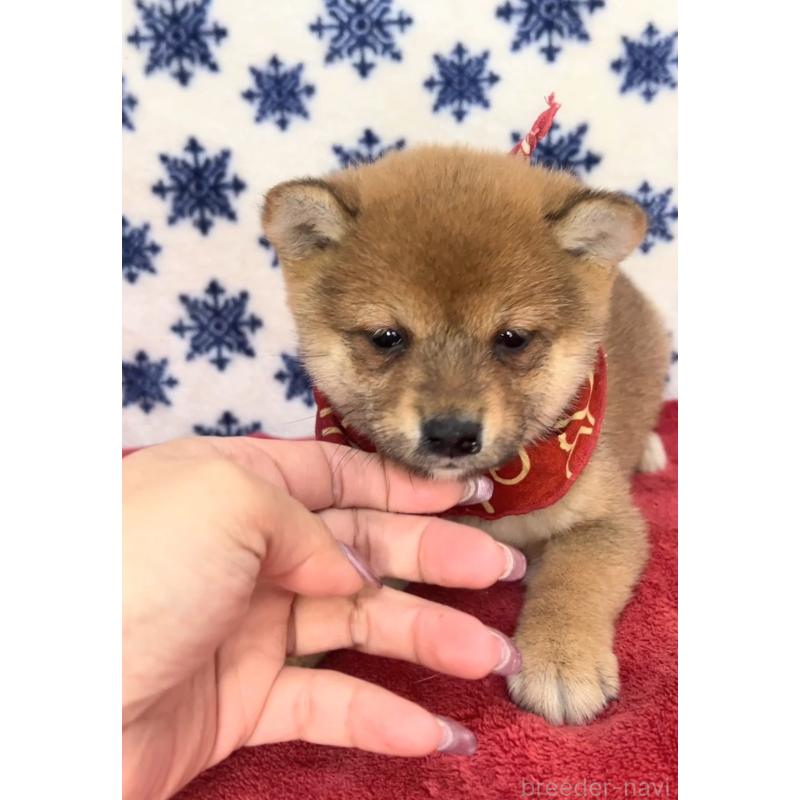 販売中の茨城県の豆柴-454193の3枚目