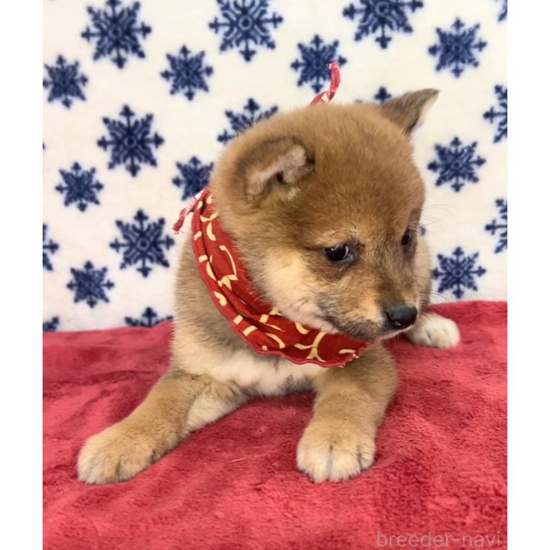 販売中の茨城県の豆柴-454193の2枚目