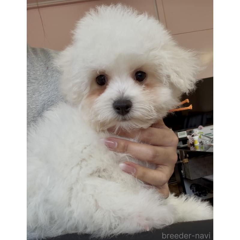 販売中の滋賀県のビションフリーゼ-446932の6枚目