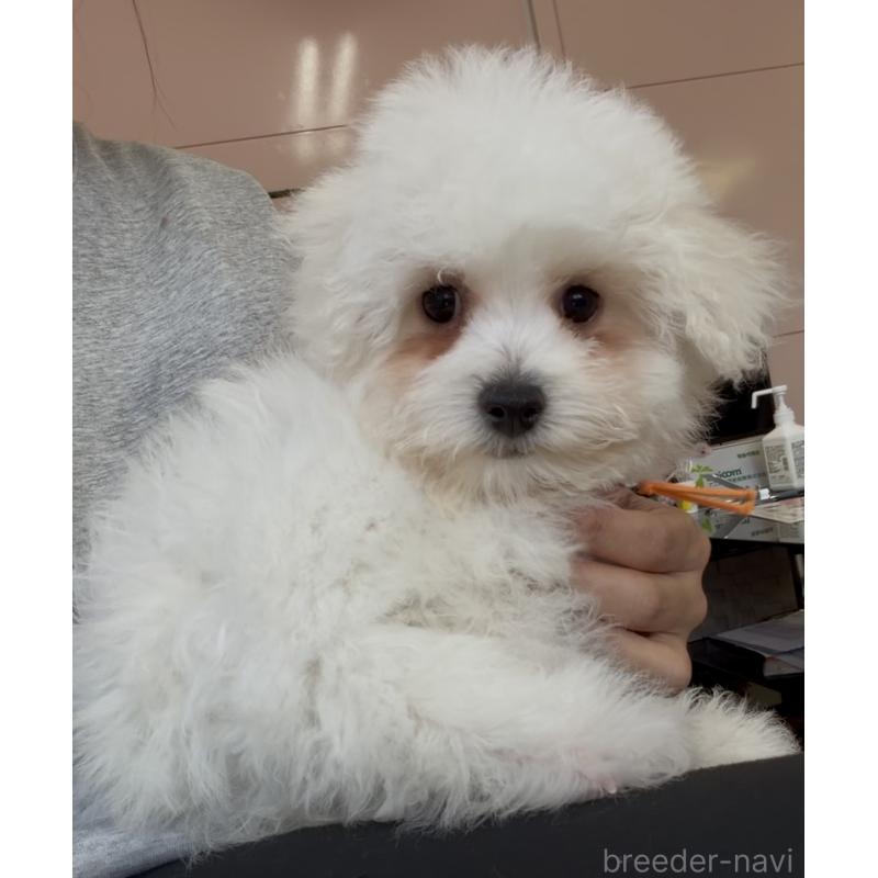 販売中の滋賀県のビションフリーゼ-446932の5枚目