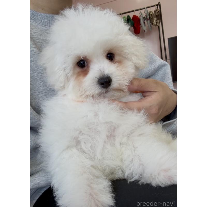 販売中の滋賀県のビションフリーゼ-446932の4枚目