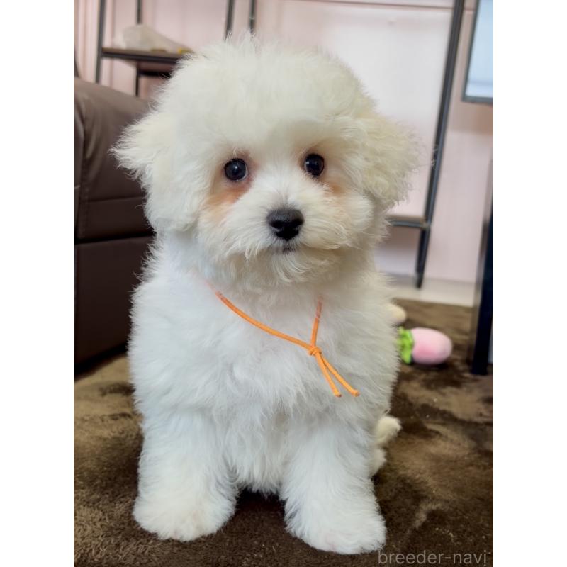 販売中の滋賀県のビションフリーゼ-446932の3枚目