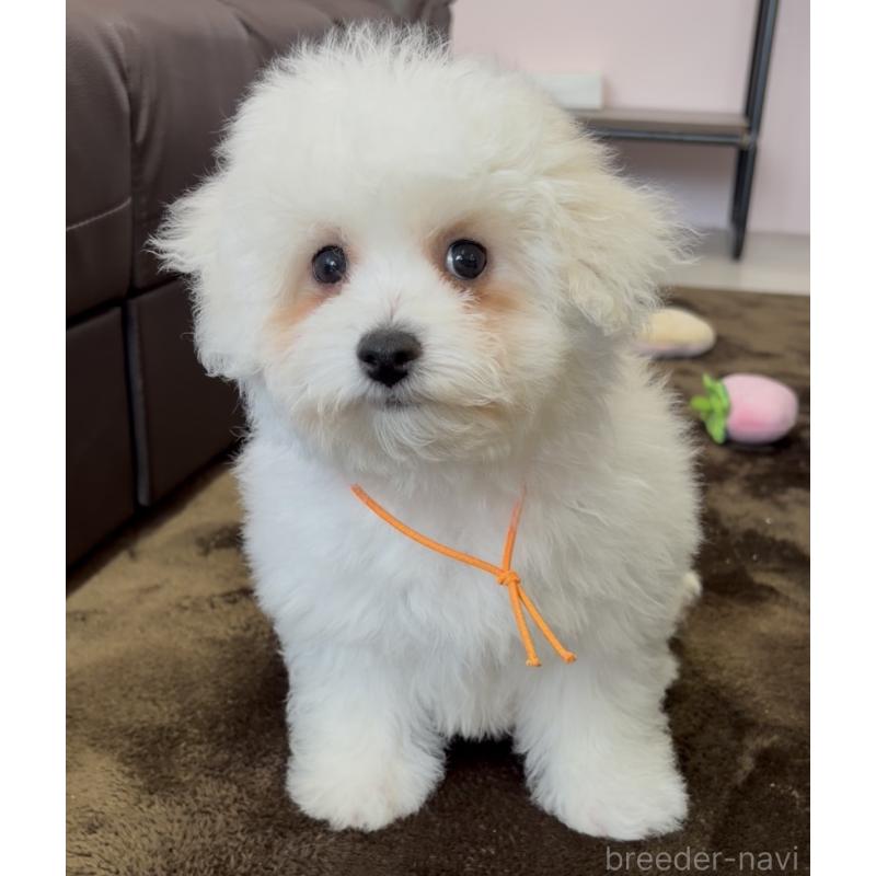 販売中の滋賀県のビションフリーゼ-446932の2枚目