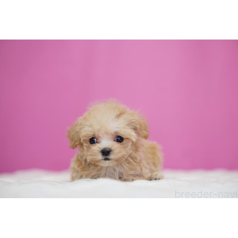 販売中の埼玉県のマルプー:マルチーズ×トイプードル-452543の5枚目