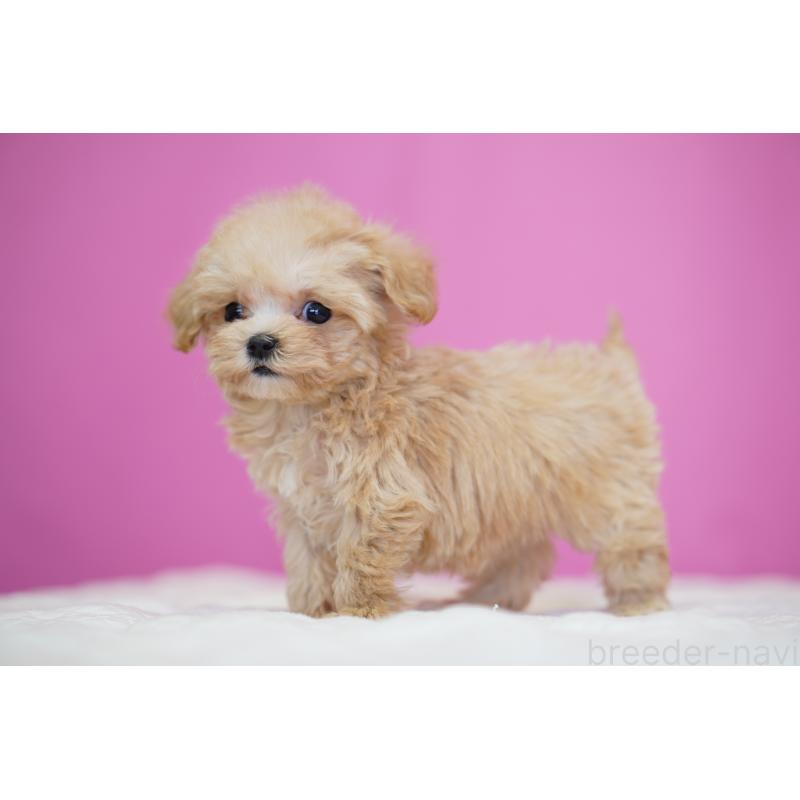 販売中の埼玉県のマルプー:マルチーズ×トイプードル-452543の4枚目