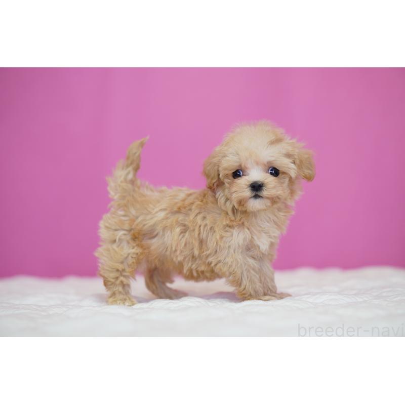 販売中の埼玉県のマルプー:マルチーズ×トイプードル-452543の3枚目