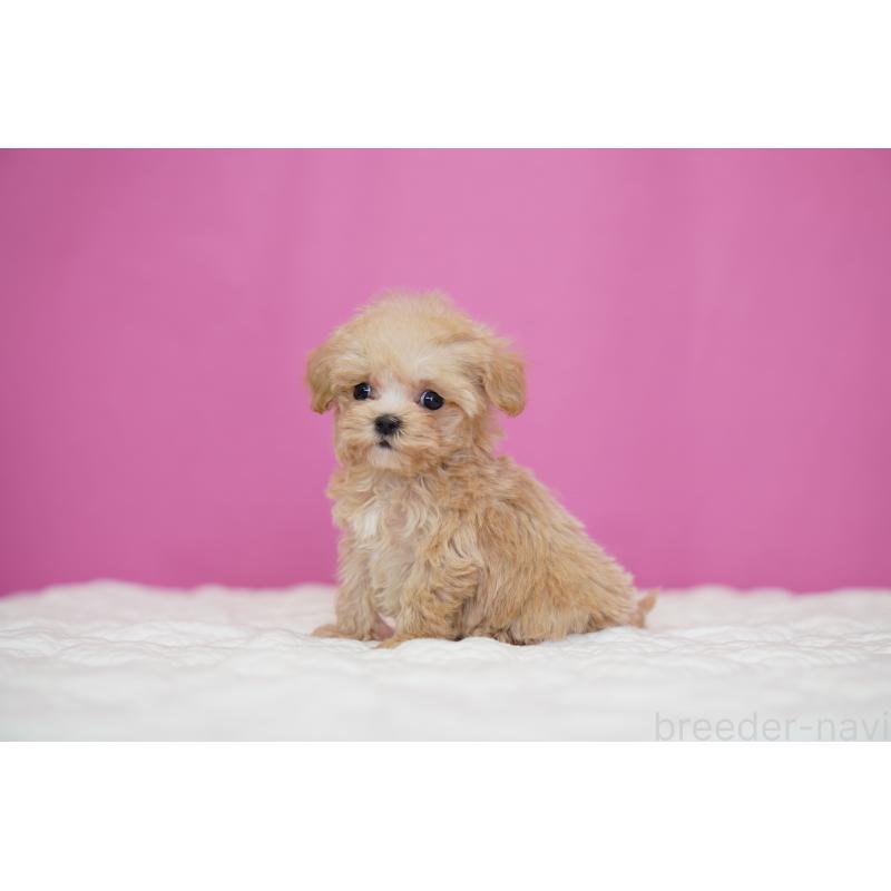 販売中の埼玉県のマルプー:マルチーズ×トイプードル-452543の2枚目