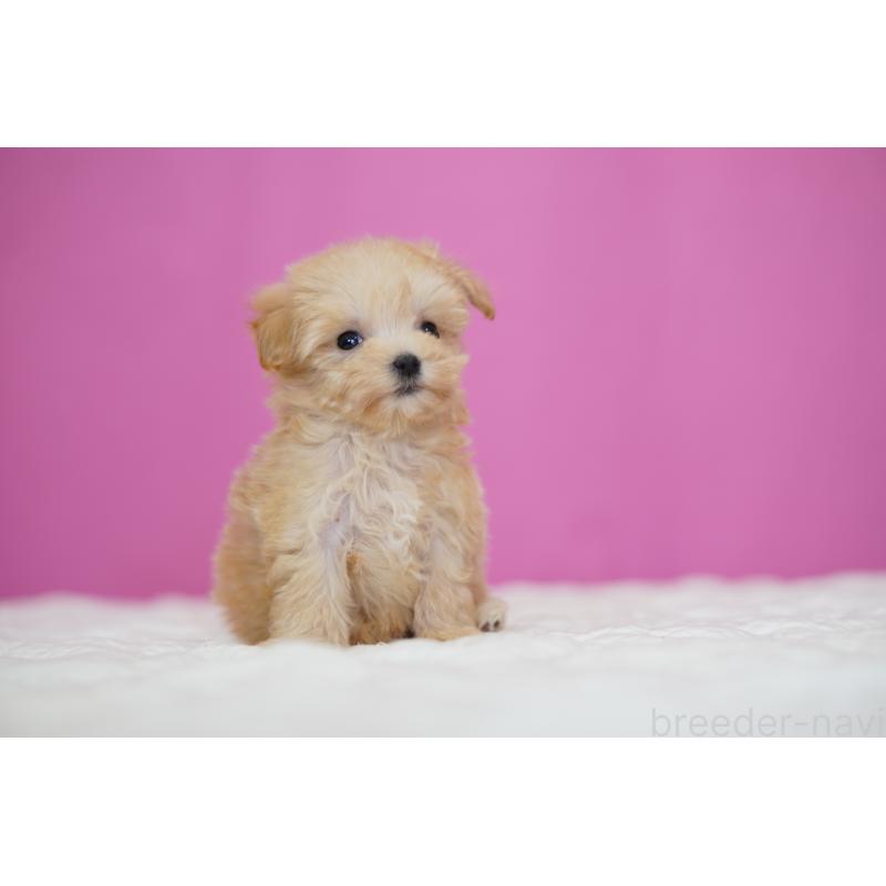 販売中の埼玉県のマルプー:マルチーズ×トイプードル-452542の7枚目