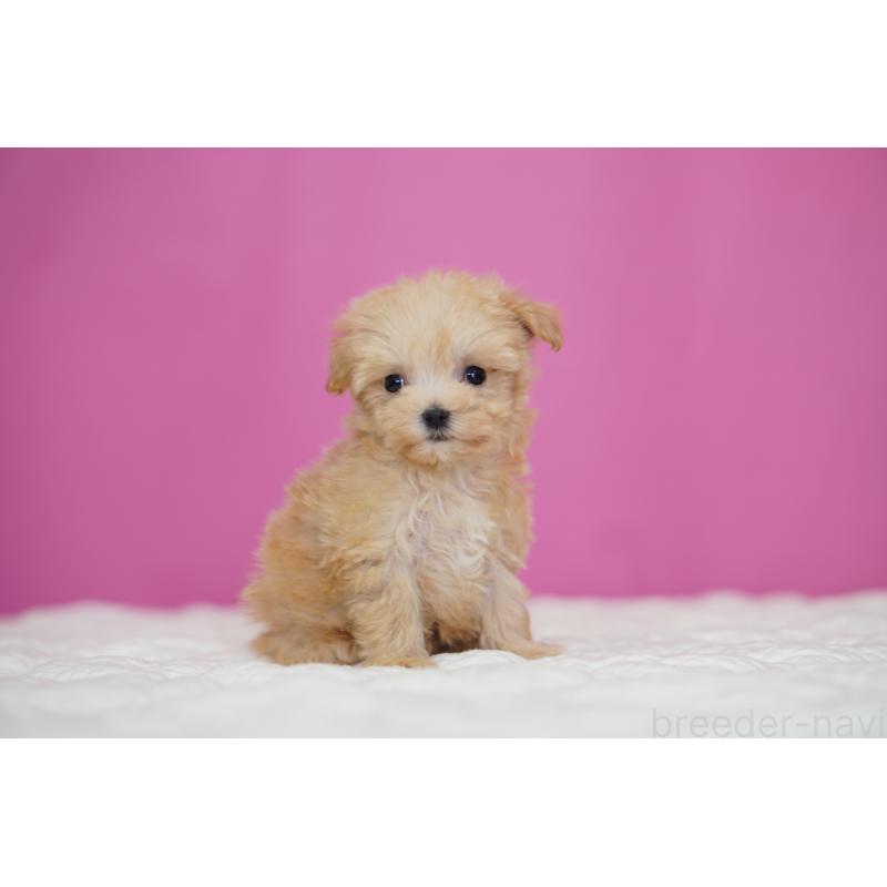 販売中の埼玉県のマルプー:マルチーズ×トイプードル-452542の6枚目