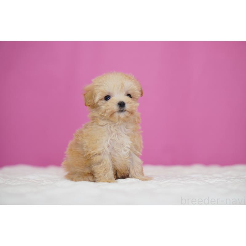 販売中の埼玉県のマルプー:マルチーズ×トイプードル-452542の5枚目