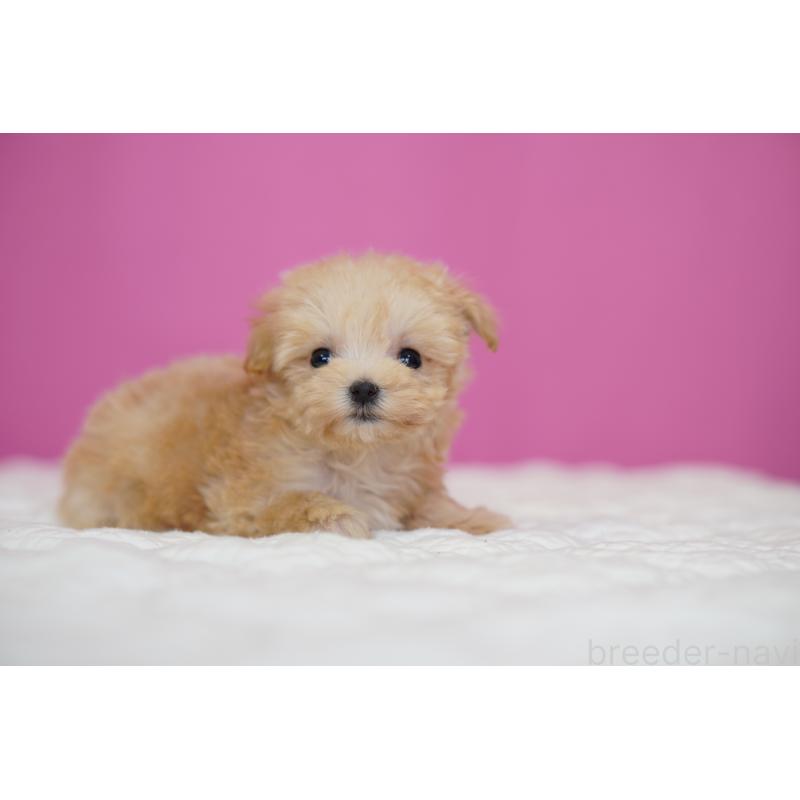 販売中の埼玉県のマルプー:マルチーズ×トイプードル-452542の4枚目