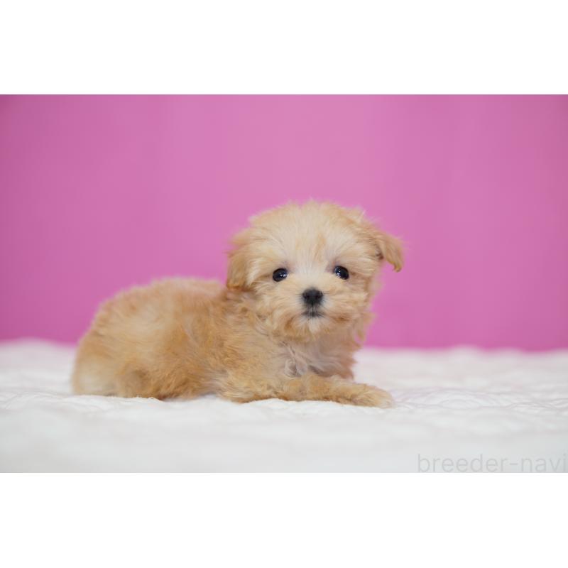 販売中の埼玉県のマルプー:マルチーズ×トイプードル-452542の3枚目