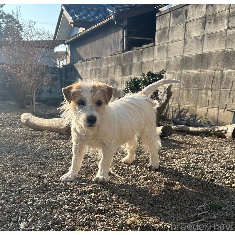 販売中の群馬県のミックス犬-454194の4枚目