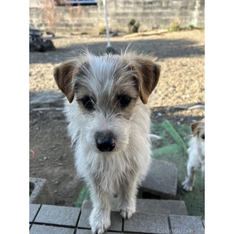 販売中の群馬県のミックス犬-454194の2枚目