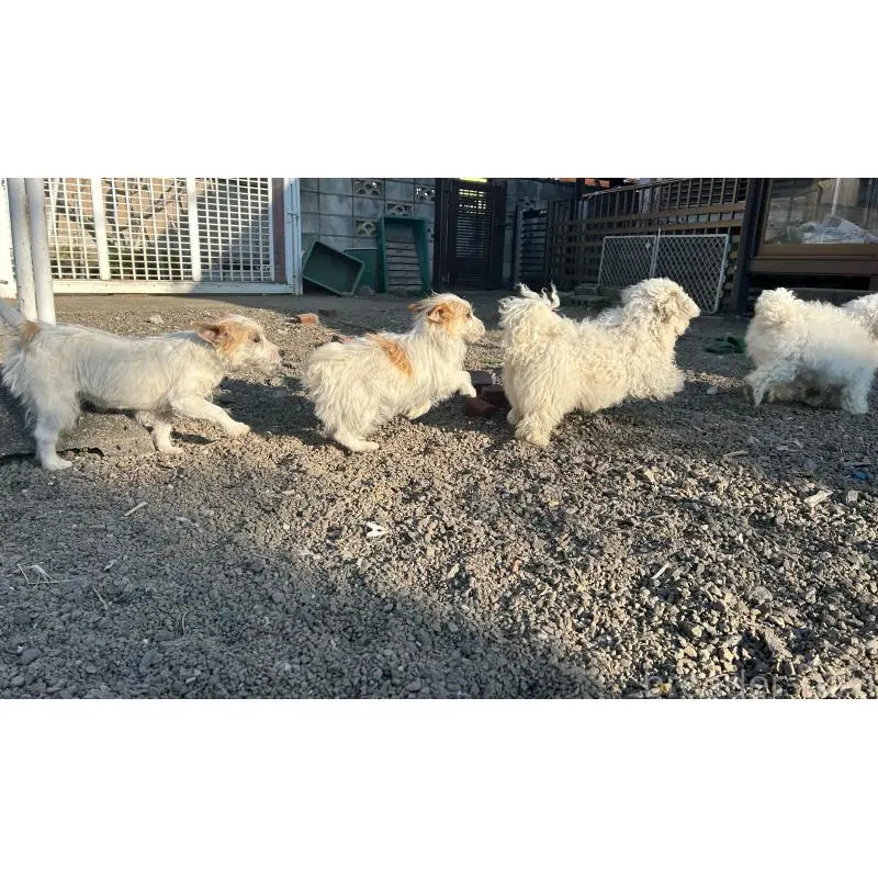 販売中の群馬県のミックス犬-454195の6枚目