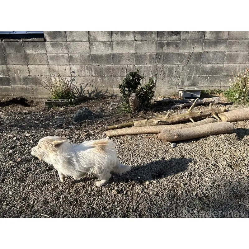 販売中の群馬県のミックス犬-454195の4枚目