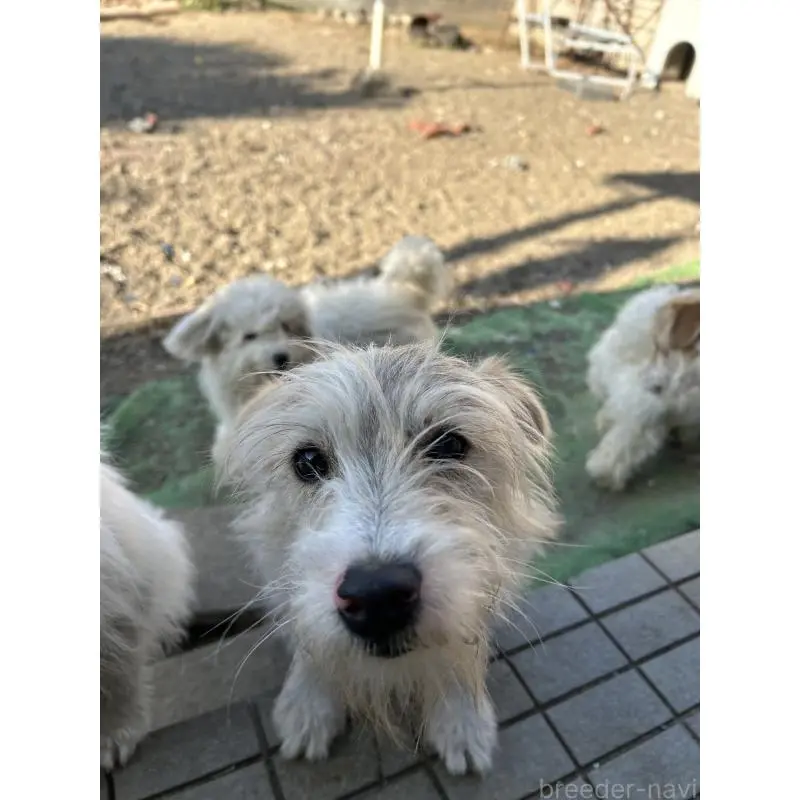 販売中の群馬県のミックス犬-454195の3枚目