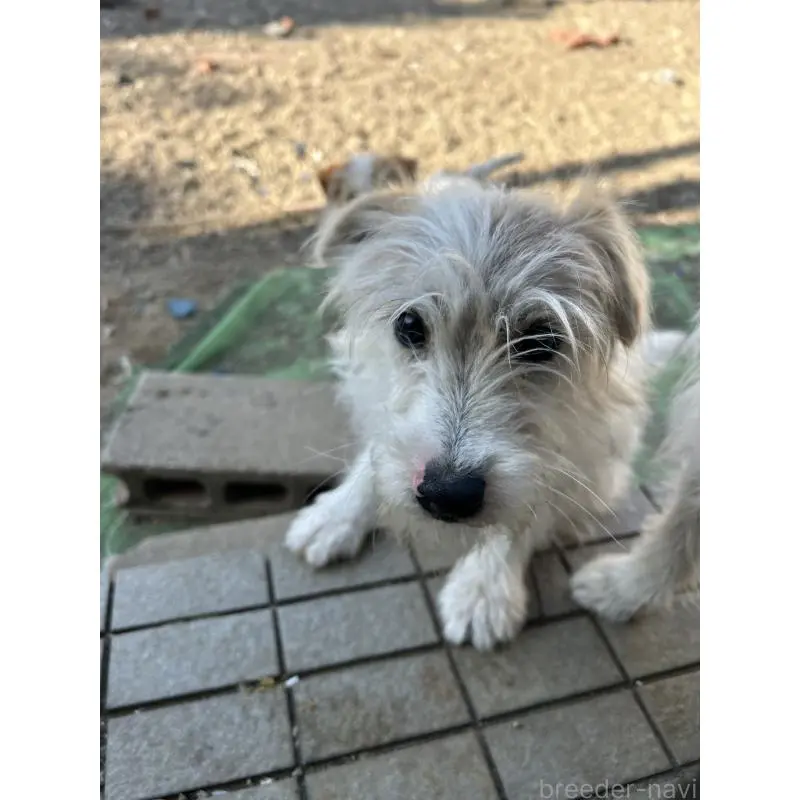 販売中の群馬県のミックス犬-454195の2枚目