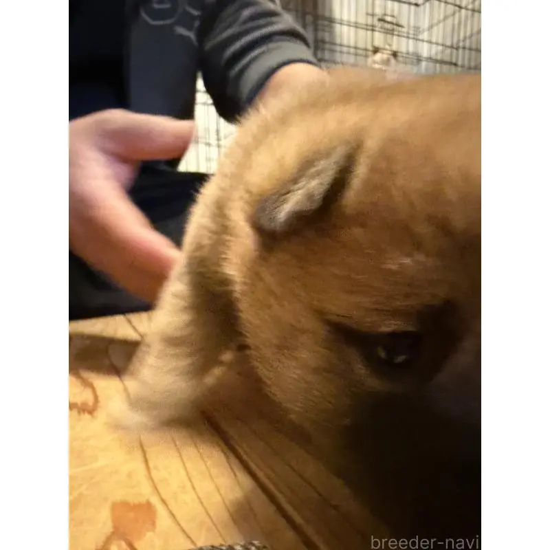 販売中の滋賀県の豆柴-454197の12枚目