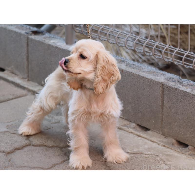 販売中の埼玉県のアメリカンコッカースパニエル-454196の6枚目