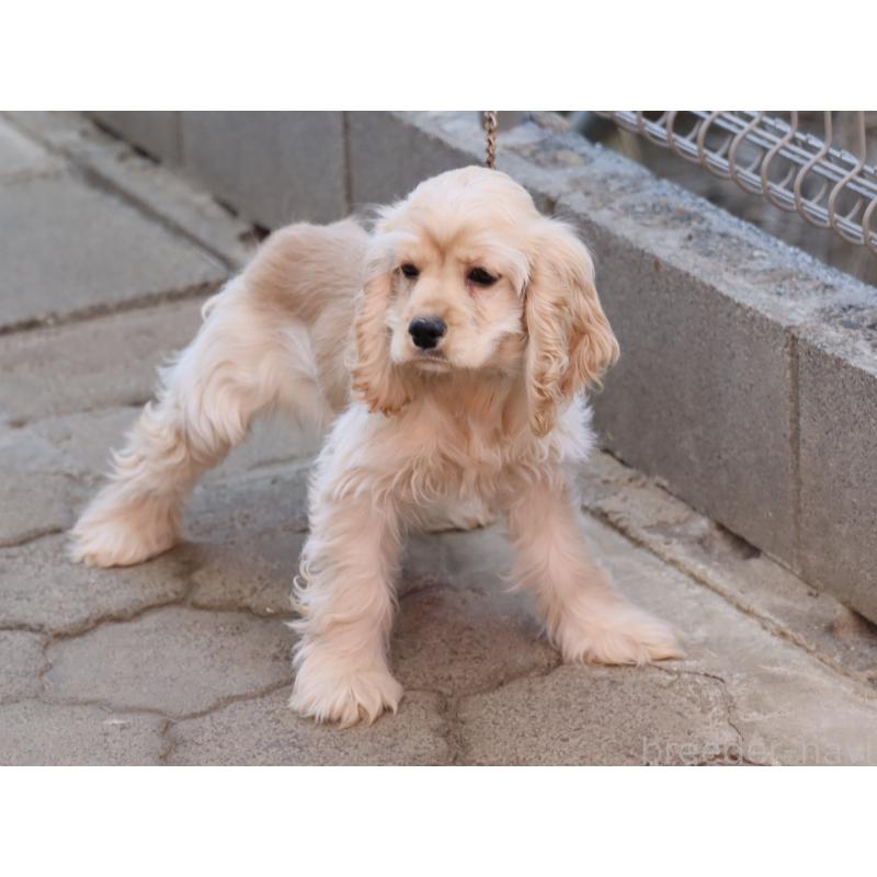 販売中の埼玉県のアメリカンコッカースパニエル-454196の5枚目