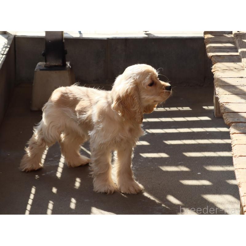 販売中の埼玉県のアメリカンコッカースパニエル-454196の4枚目