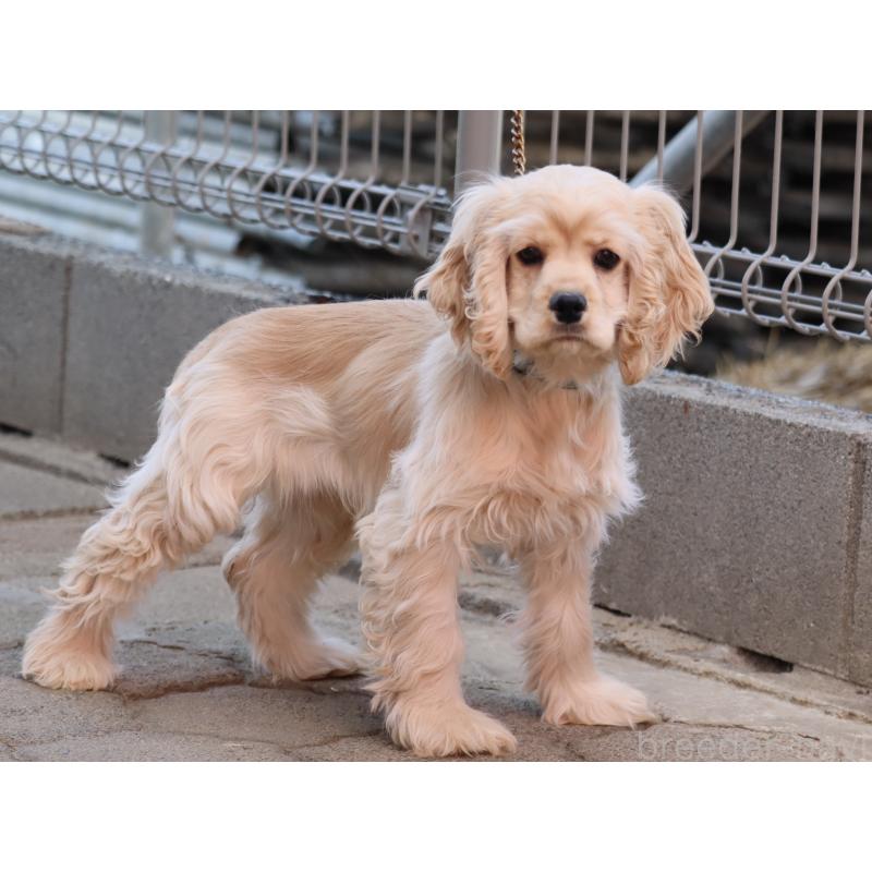 販売中の埼玉県のアメリカンコッカースパニエル-454196の3枚目