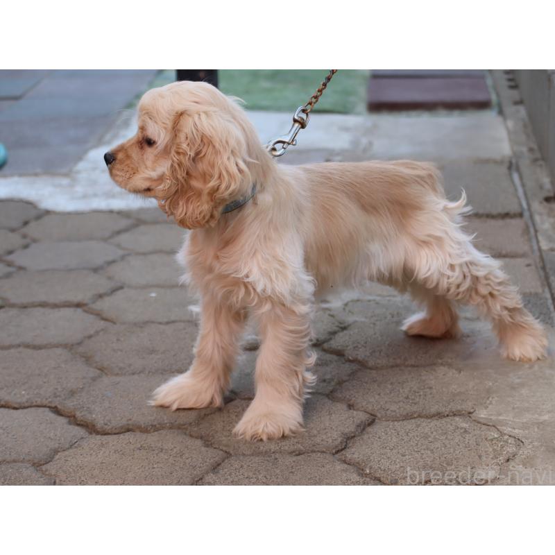 販売中の埼玉県のアメリカンコッカースパニエル-454196の2枚目