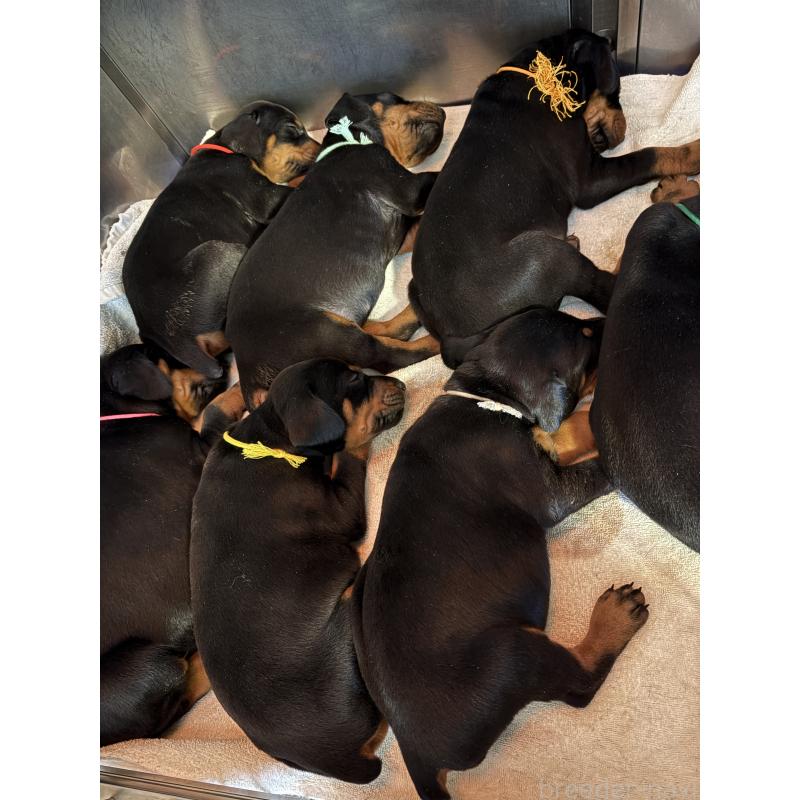 販売中の静岡県のドーベルマン-454198の2枚目