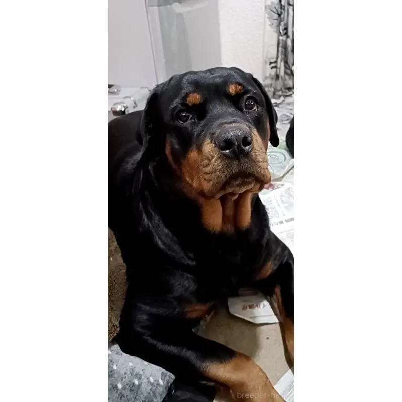 もんつちゃん2枚目