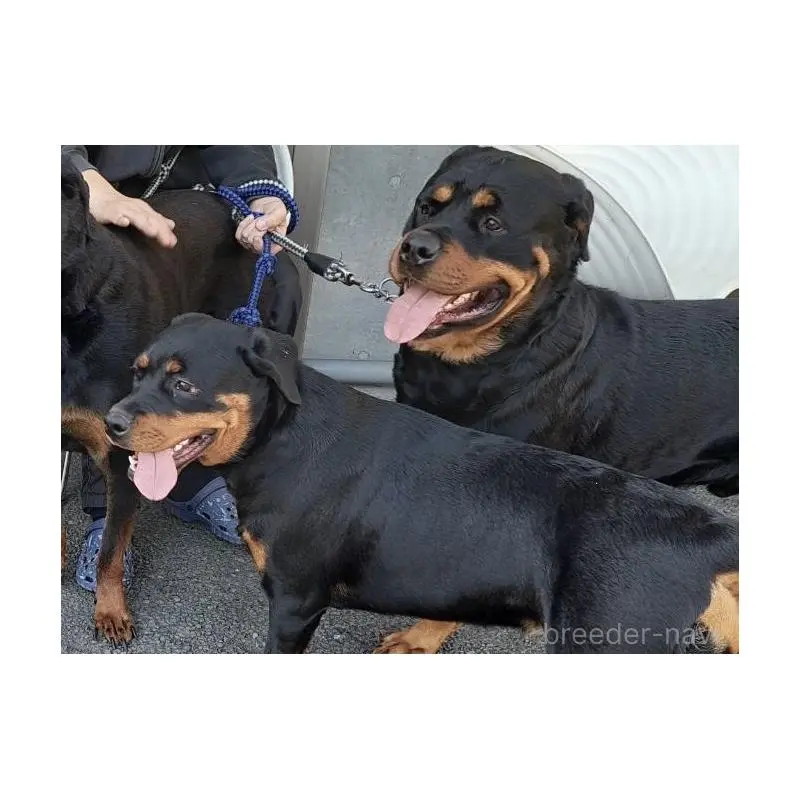 もんつちゃん3枚目