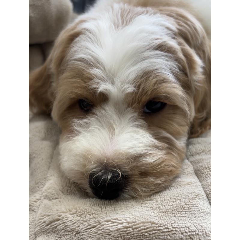 販売中の熊本県のミディアムプードル-445098の2枚目