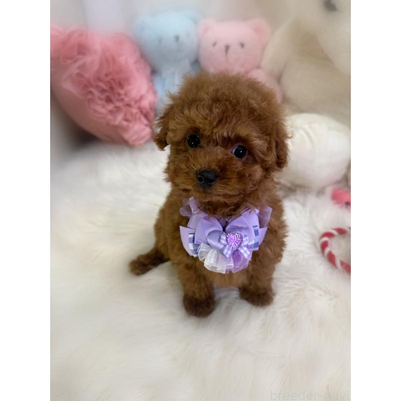 販売中の香川県のタイニープードル-444945の4枚目