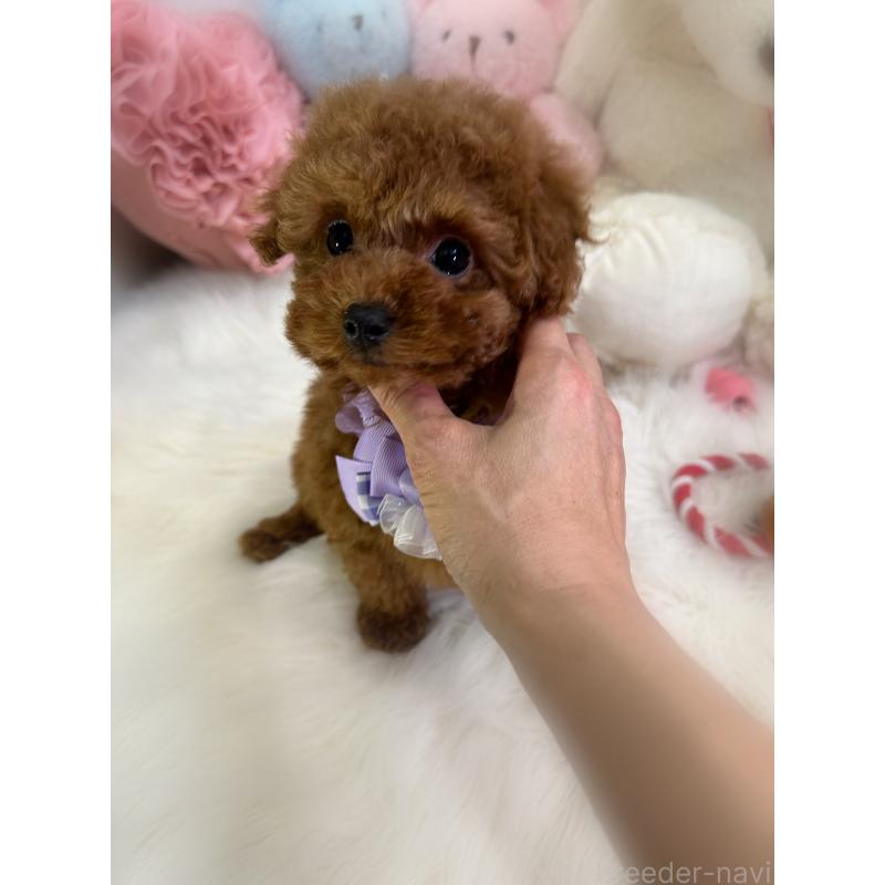 販売中の香川県のタイニープードル-444945の3枚目