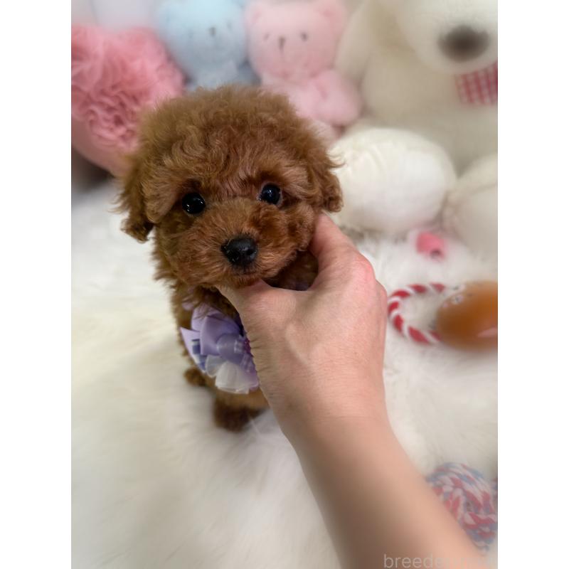 販売中の香川県のタイニープードル-444945の2枚目