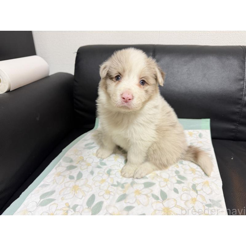 販売中の埼玉県のボーダーコリー-453953の2枚目