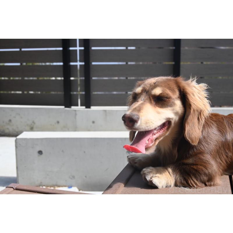 販売中の愛媛県のミニチュアダックスフンド(ロングヘアード)-435071の4枚目