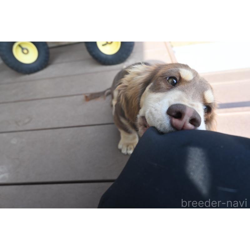 販売中の愛媛県のミニチュアダックスフンド(ロングヘアード)-435071の3枚目