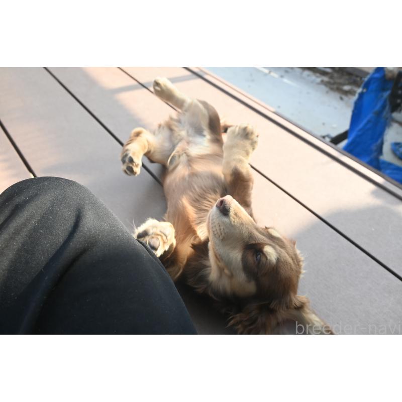 販売中の愛媛県のミニチュアダックスフンド(ロングヘアード)-435071の2枚目