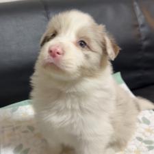 ♀︎ボーダーコリー