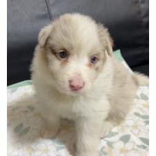 オンライン見学