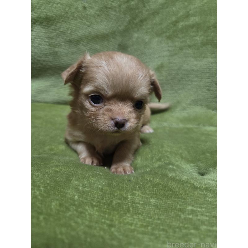 販売中の岩手県のチワワ(ロングコート)-454202の2枚目